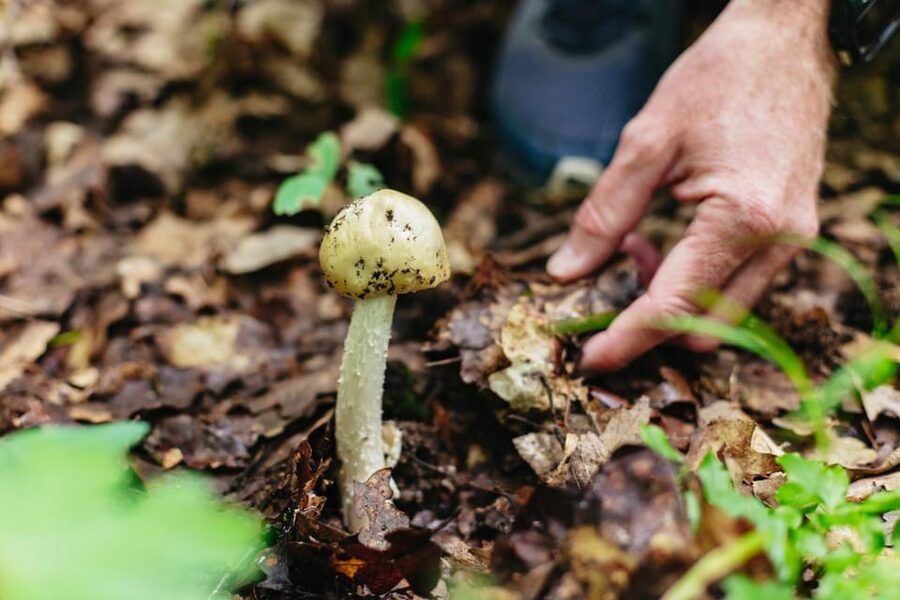 Budapest: Buda Hills Guided Hiking Tour with Optional Lunch - Optional lunch: Hungarian comfort food mid-hike