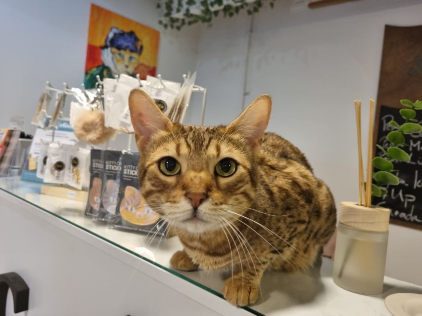 Budapest: Cat Museum Budapest Entry Ticket - Quick Key Points Before You Go