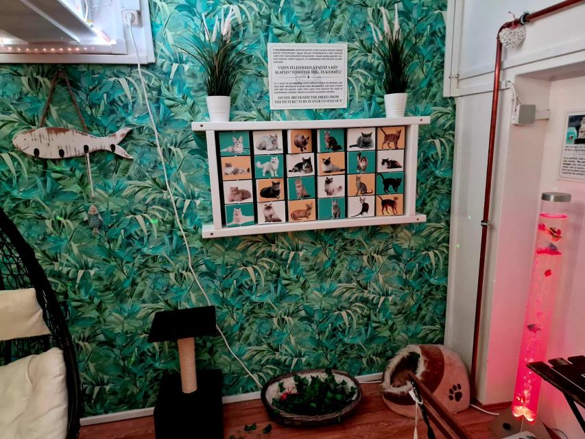 Budapest: Cat Museum Budapest Entry Ticket - Rules that affect your comfort, not just paperwork
