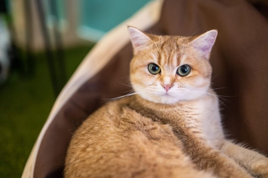 Budapest: Cat Museum Budapest Entry Ticket - Upstairs porcelain and the brands you can spot at a glance