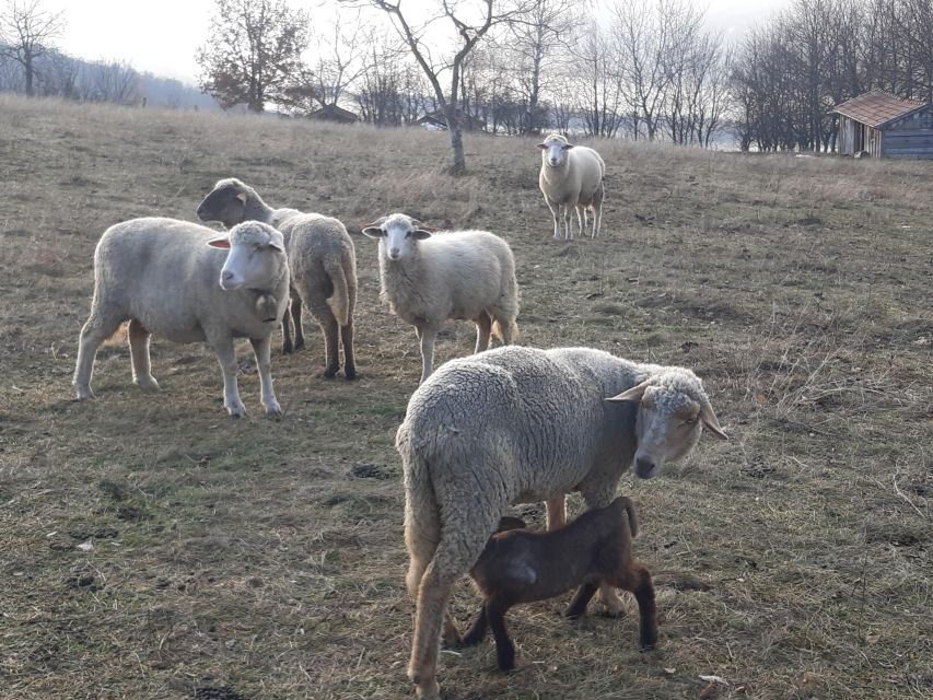 Budapest Hike to Visegrád Castle w or wo Sauna/Danube beach - What to bring, and what to skip