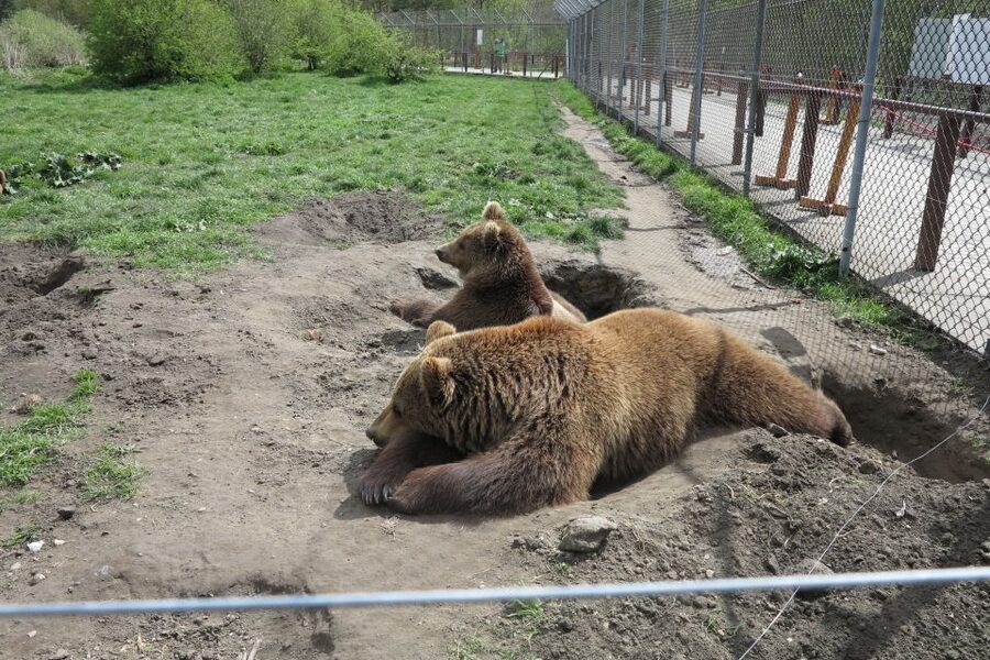 Budapest: Transport & Guided Tour of Bear and Wolf Sanctuary - Bears and wolves near Budapest, with a real guide at your side