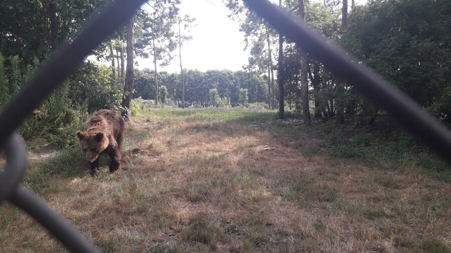 Budapest: Transport & Guided Tour of Bear and Wolf Sanctuary - Fence-side fruit feeding at the fence, what to expect and what not to do