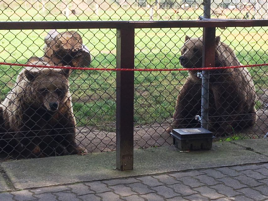 Budapest: Transport & Guided Tour of Bear and Wolf Sanctuary - Brown bears vs grizzlies, and bear safety you can actually use