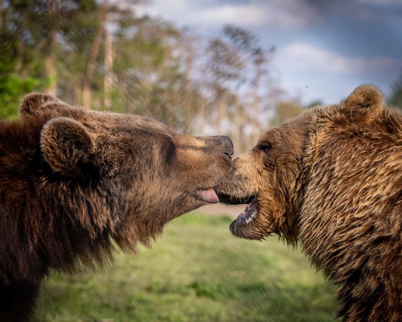 Budapest: Transport & Guided Tour of Bear and Wolf Sanctuary - Wolves, extra wildlife, and why the sanctuary setup matters