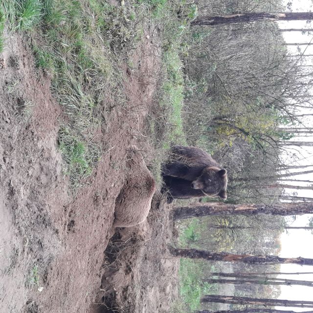 Budapest: Transport & Guided Tour of Bear and Wolf Sanctuary - Who this Budapest bear and wolf sanctuary tour suits best