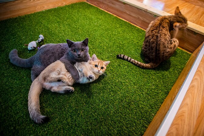 Cat Museum Budapest Entry Ticket - Key highlights you should know before you go