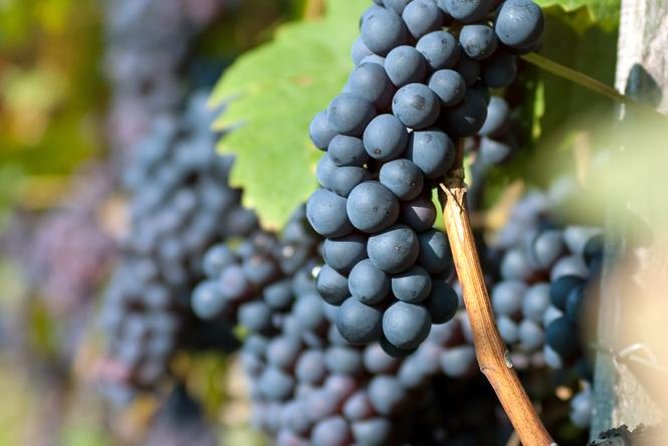 Countryside Half-day Gastro-Wine Tour from Budapest Meal & pickup - Gastro-Bites with Wine: wine with Hungarian kitchen flavors