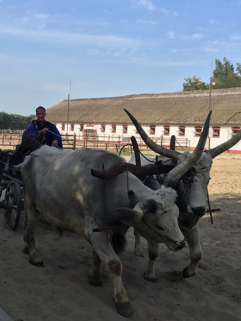Countryside ranch, horse show & lunch - Key highlights at a glance