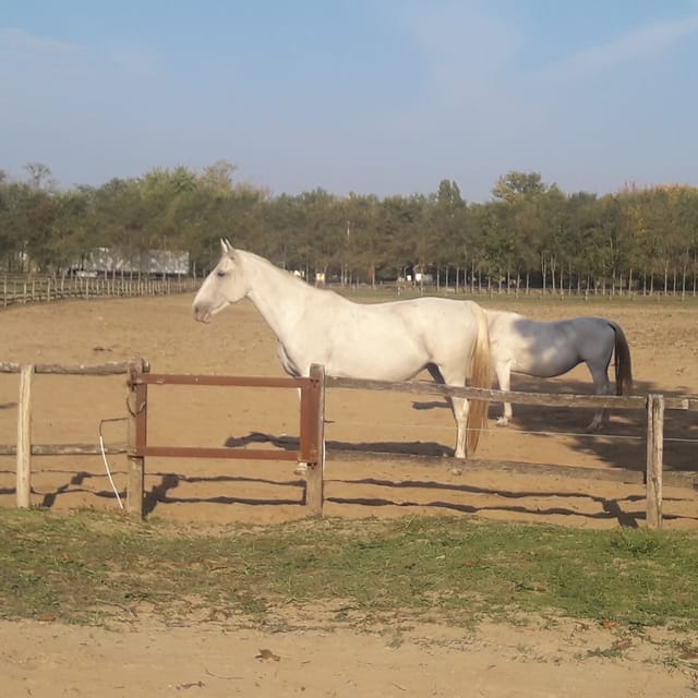 Countryside ranch, horse show & lunch - Carriage ride and wildlife viewing on the property