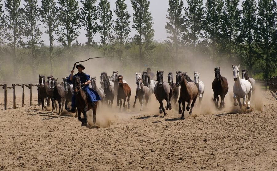 Countryside ranch, horse show & lunch - Price and value: is $127 worth it?