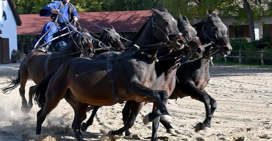 Countryside ranch, horse show & lunch - The ranch tour: stables, farm life, and Hungary-only animals