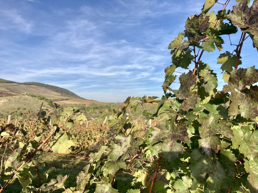 Eger: Countryside, Culture, and Wine Private Tour - Lunch and Free Time: Use the Hour Wisely