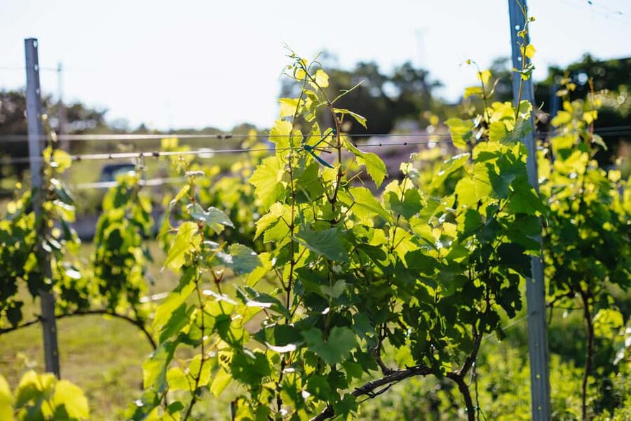 From Budapest: Half-Day Countryside Wine Tour with Meal - The 3-course home-cooked meal: where the day clicks into place