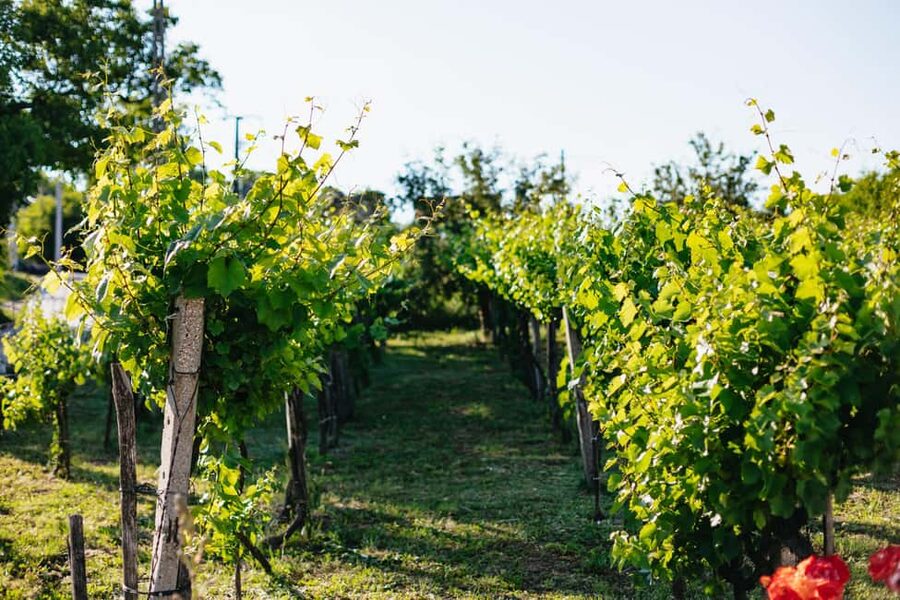 From Budapest: Half-Day Countryside Wine Tour with Meal - Who this tour is best for, and who should think twice