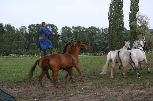 From Budapest: Puszta Horse Show and Countryside Visit - Getting Out of Budapest: Smooth Country Escape With a Real Timeframe